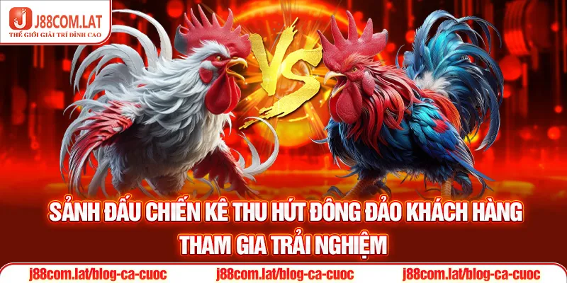 Sảnh đấu chiến kê thu hút đông đảo khách hàng tham gia trải nghiệm