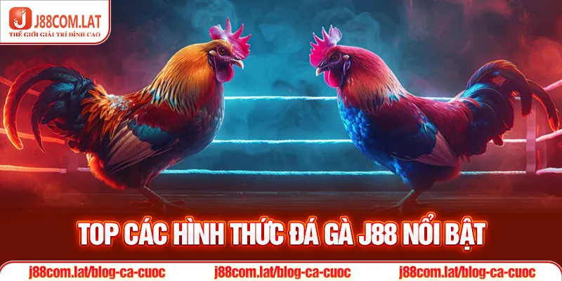 Top các hình thức đá gà J88 nổi bật